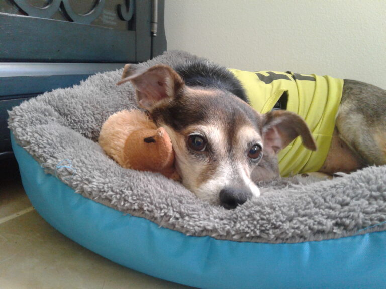 8 Common Behavioural Issues With Chihuahuas (And How To Manage Them Like a Pro)