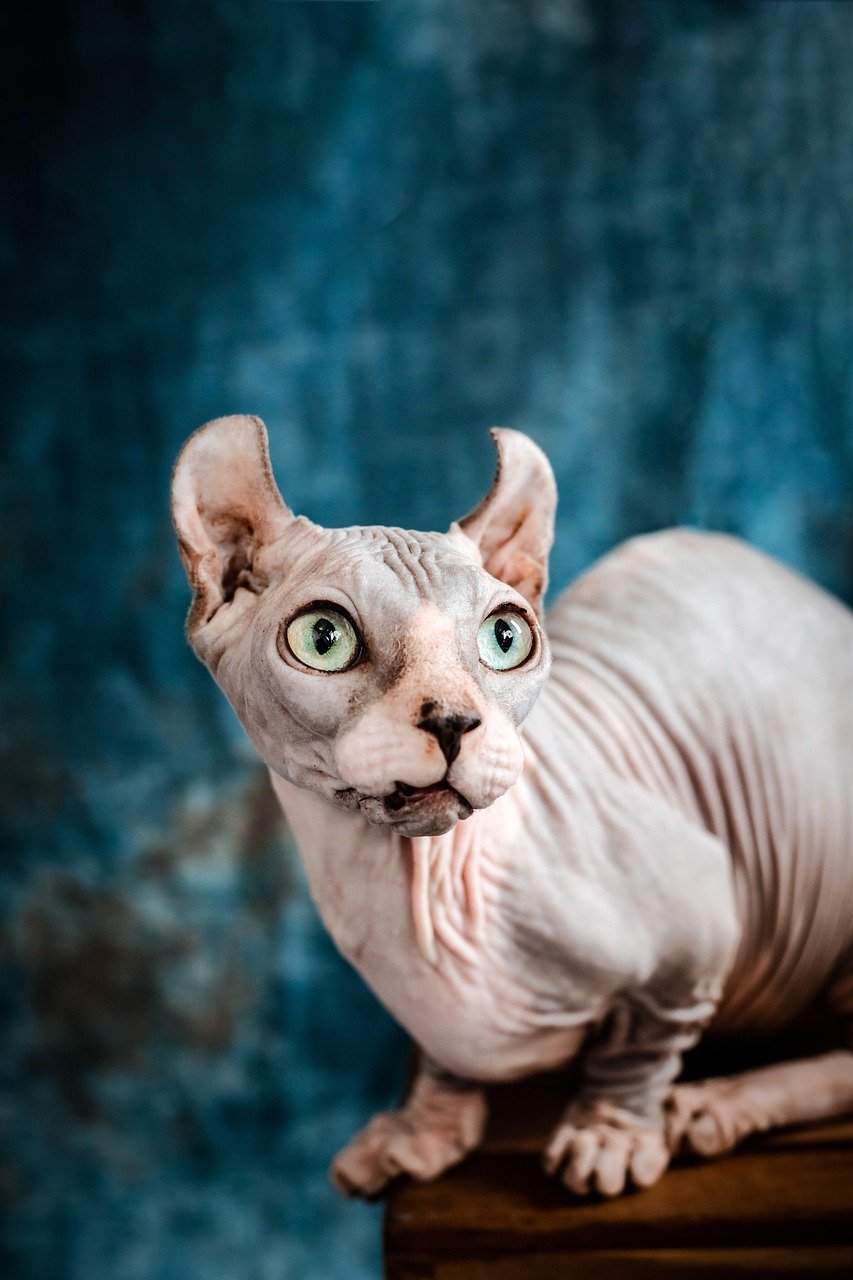 Sphynx (image credits: pixabay)