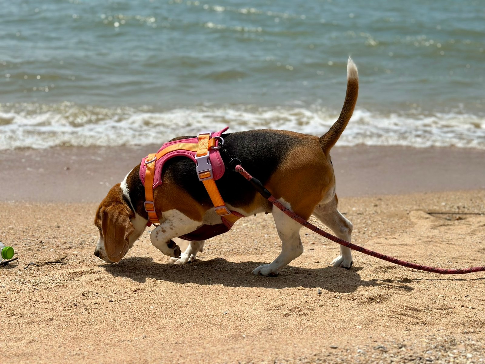 How Beagles Use Their Nose to “Read” the World (image credits: wikimedia)