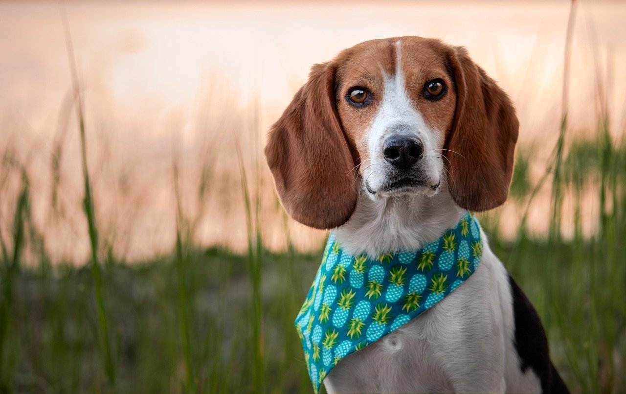 Why Beagles Seem to Ignore Commands When Sniffing (image credits: pixabay)
