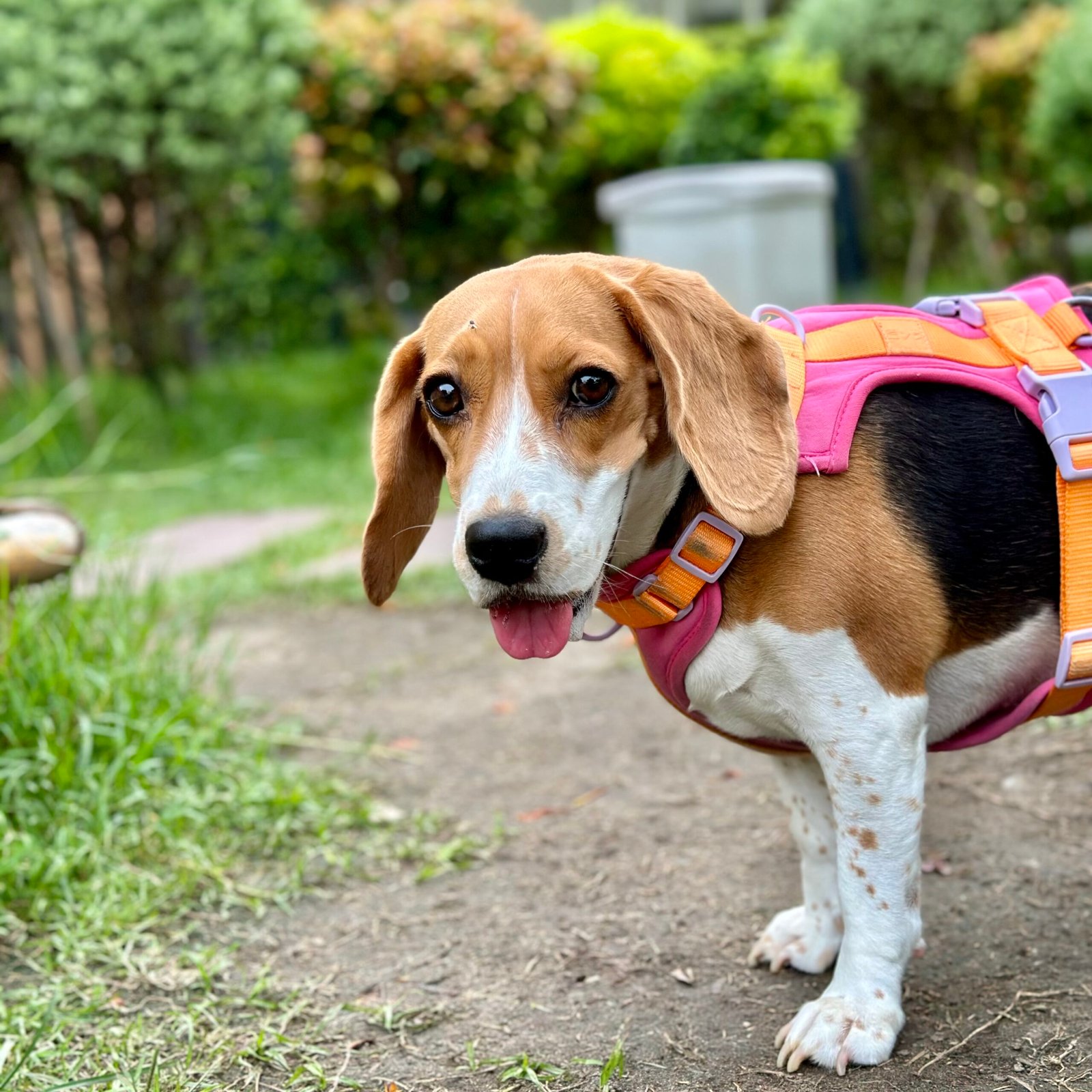 Keeping Your Beagle Safe While They Explore (image credits: wikimedia)