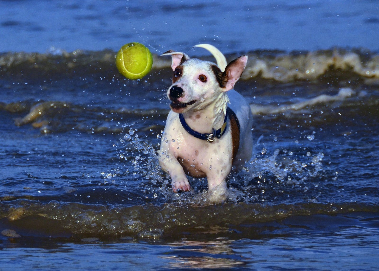 Jack Russell Terrier: The Bold Escape Artist (image credits: wikimedia)