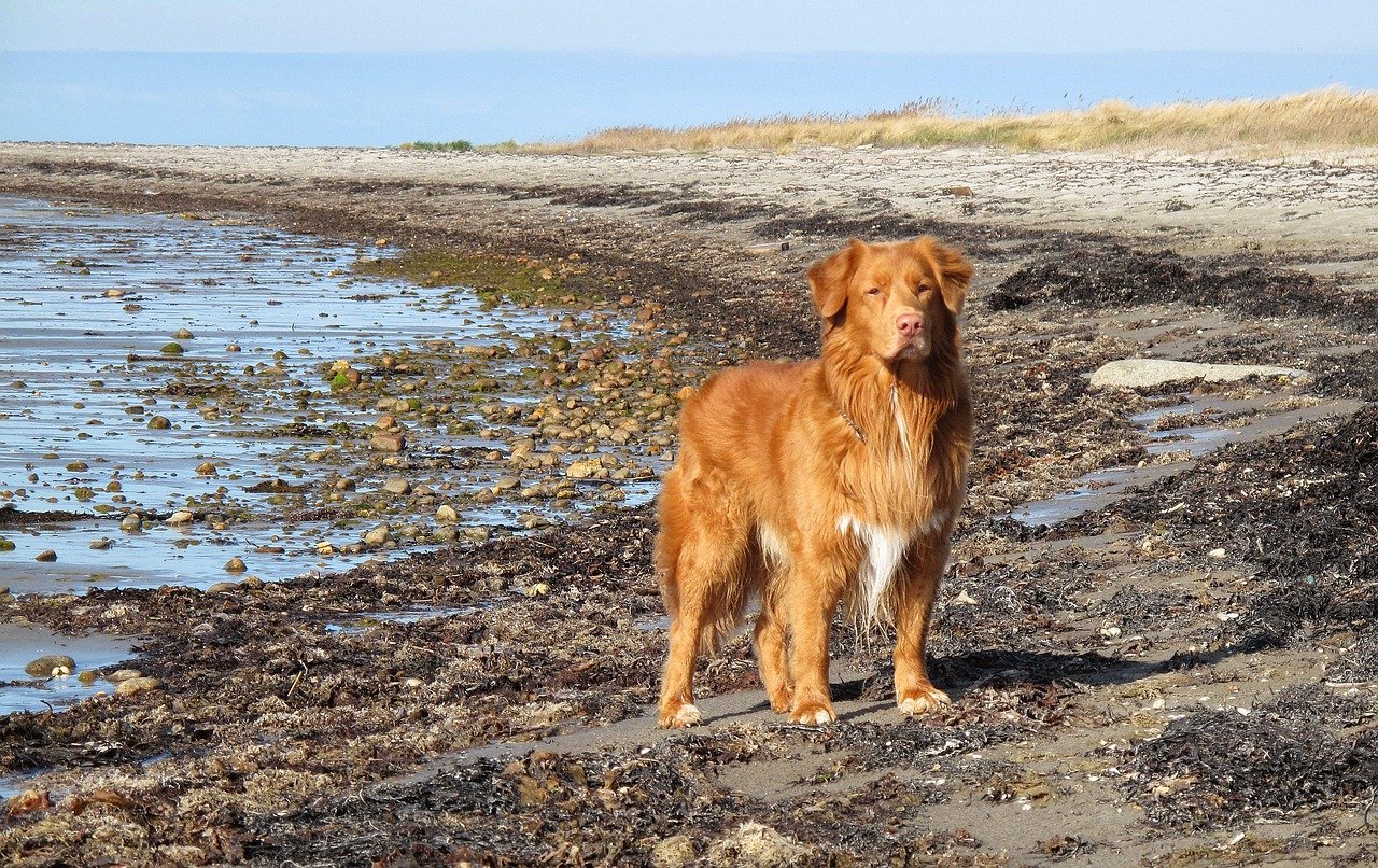 Nova Scotia Duck Tolling Retriever: The Creative Hunter (image credits: pixabay)