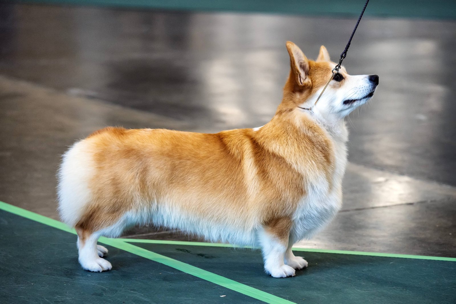 Pembroke Welsh Corgi: The Clever Charmer (image credits: wikimedia)