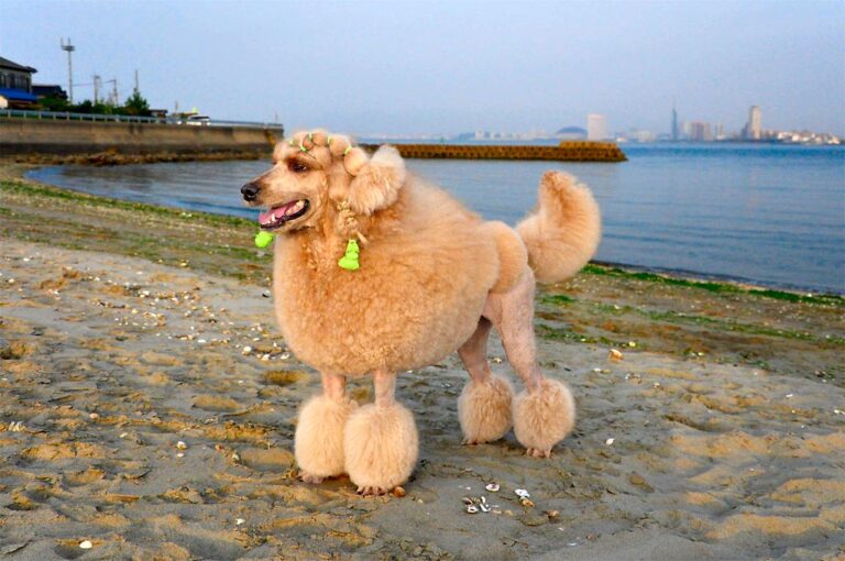 Poodle Needs: Grooming Secrets for a Healthy, Happy Dog