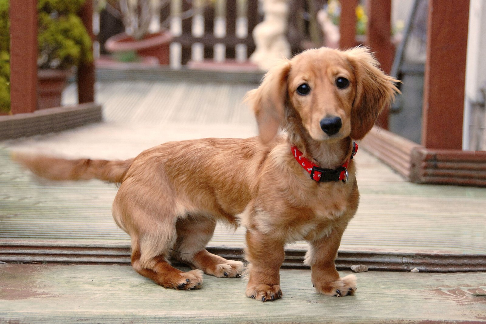 Dachshund Compatibility: Are They Right for Your Family?