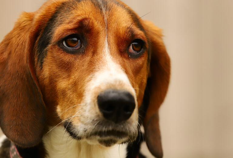 13 Triggers That Make Your Dog Act Out Unexpectedly