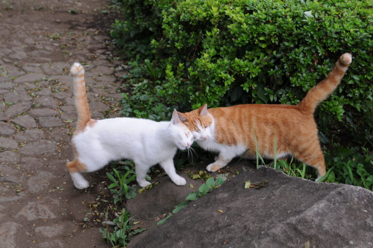 10 Signs Your Cat Sees You as Family