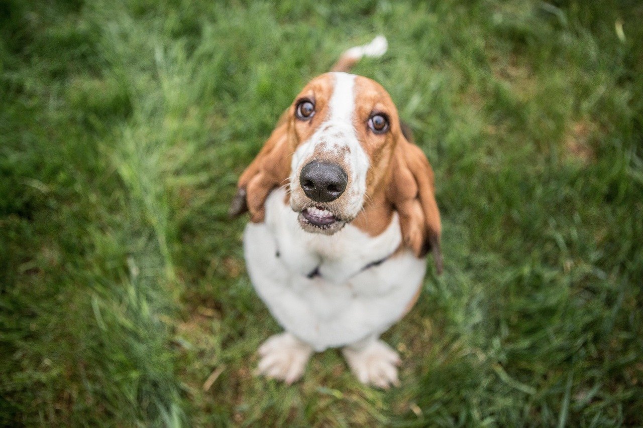 Basset Hound: The Laid-Back Clown (image credits: pixabay)
