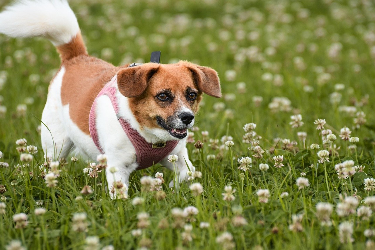 Beagle: The Easygoing Explorer (image credits: pixabay)