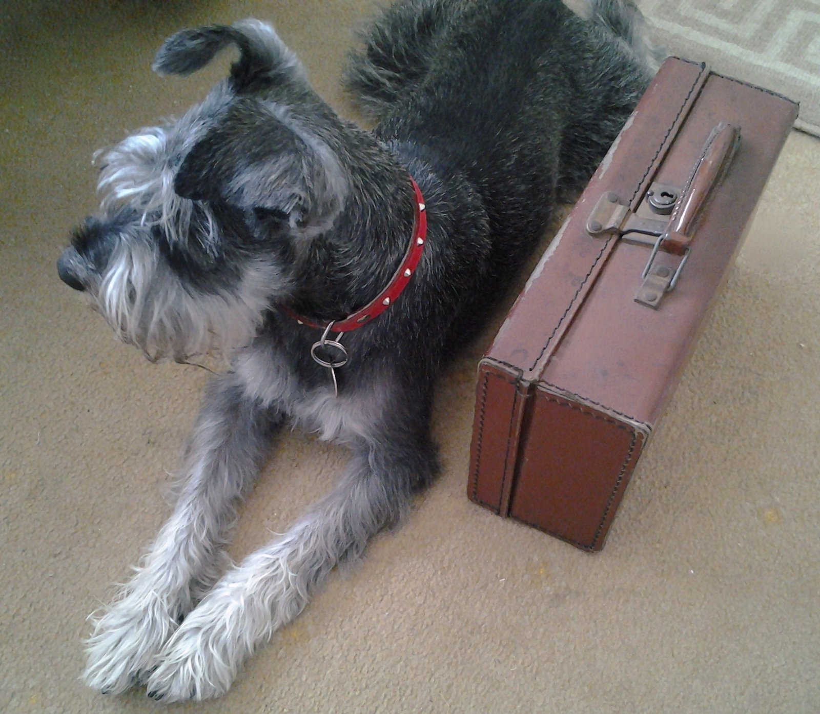 Miniature Schnauzer: The Alert Co-Pilot (image credits: wikimedia)
