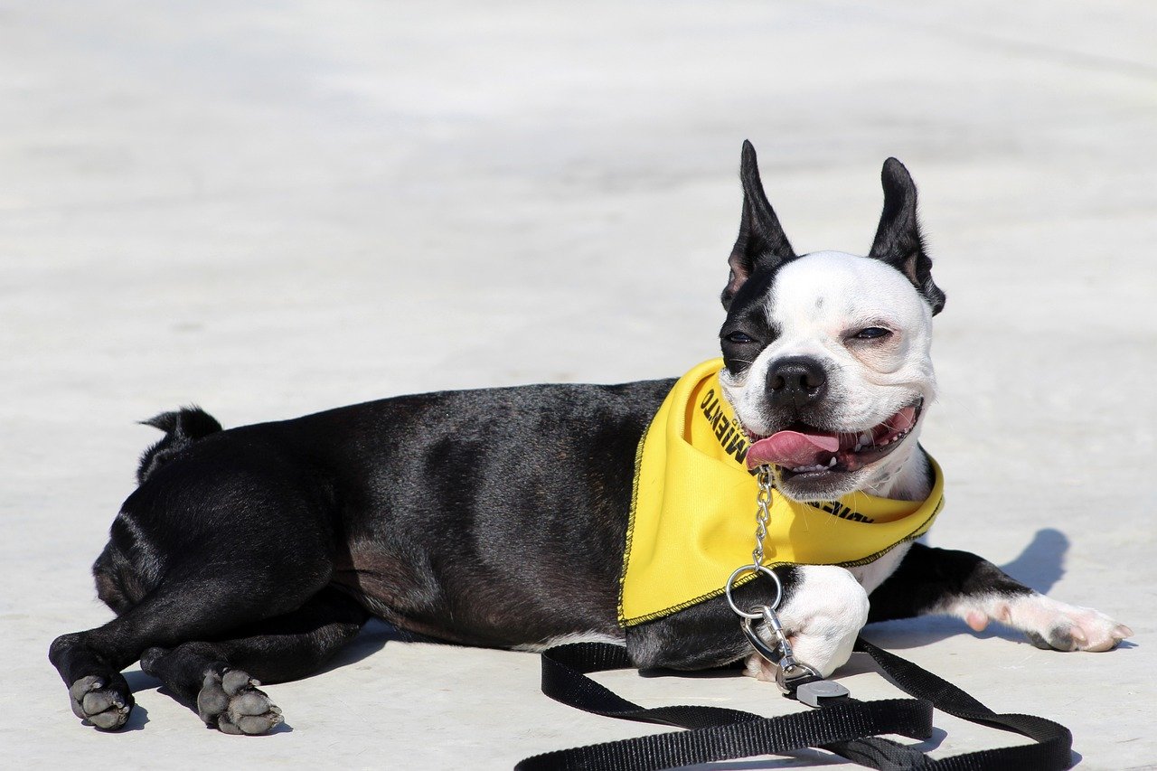 Boston Terrier: The Dapper Traveler (image credits: pixabay)