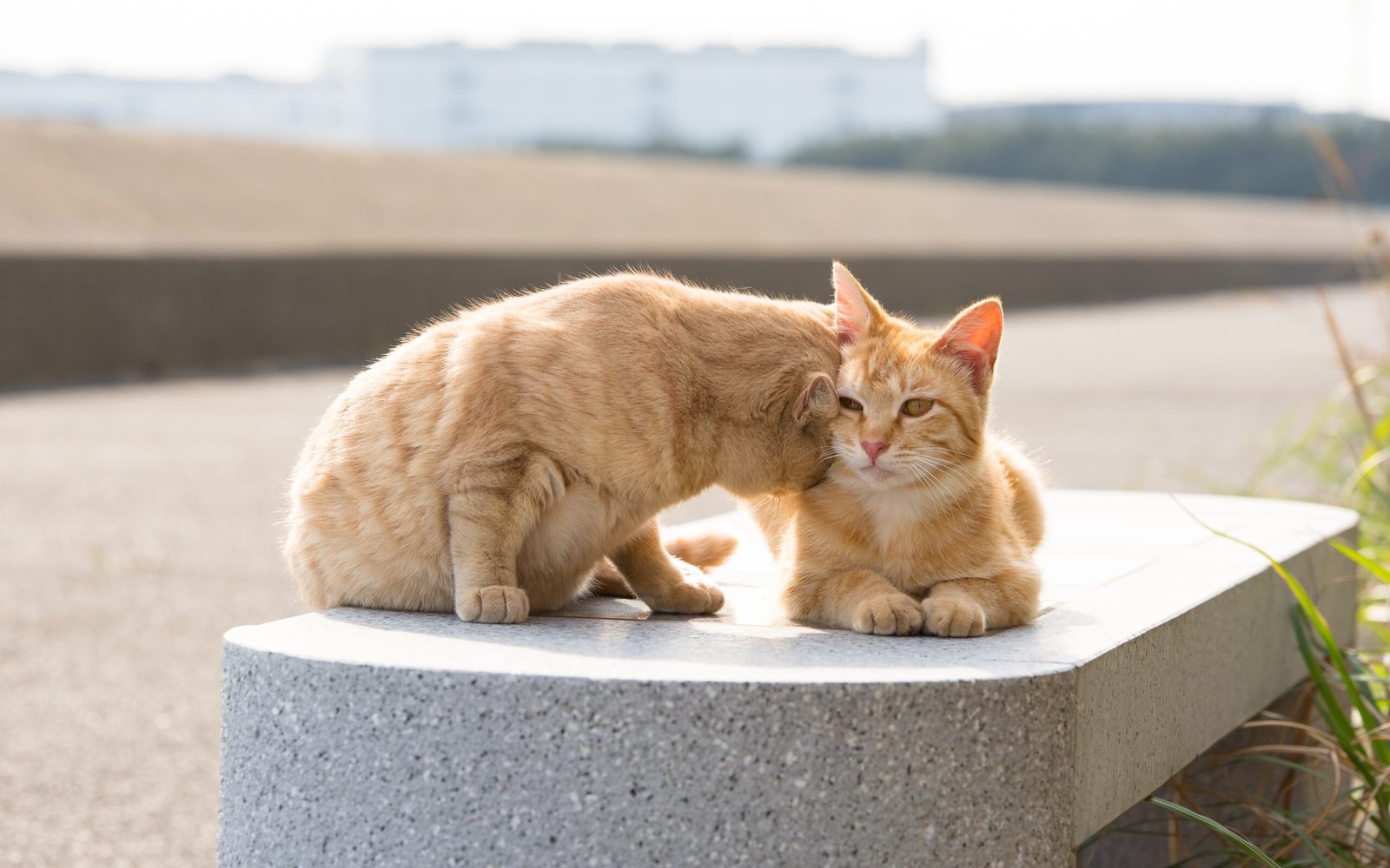 When Headbutts Feel Like Hugs (image credits: wikimedia)