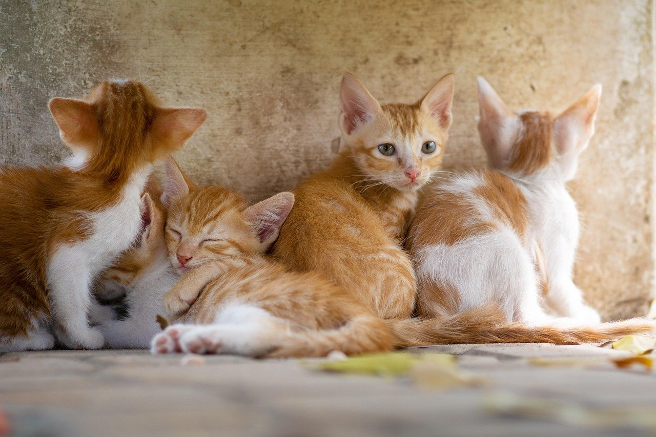 The Unpredictable Hairball Surprise (image credits: pixabay)