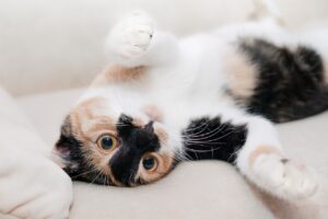 5 Cat Habits That Actually Improve Your Mood—and 5 That Drive You Crazy