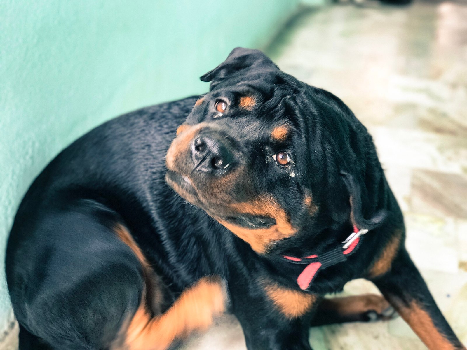 The Danger of Over-Exercising (image credits: wikimedia)