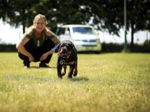 How to Meet a Rottweiler’s Exercise Needs Without Overdoing It