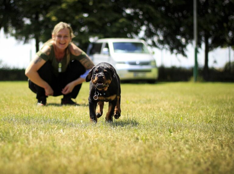 How to Meet a Rottweiler’s Exercise Needs Without Overdoing It