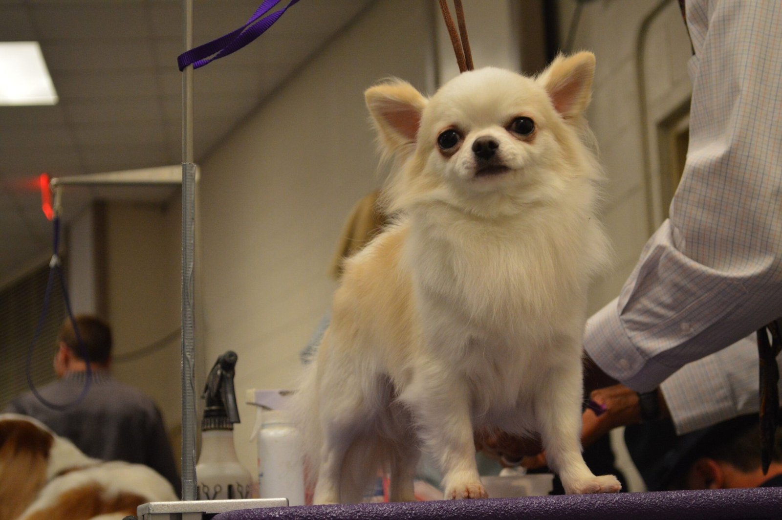 Grooming That Sparkles: Keeping Your Chihuahua Clean (image credits: wikimedia)
