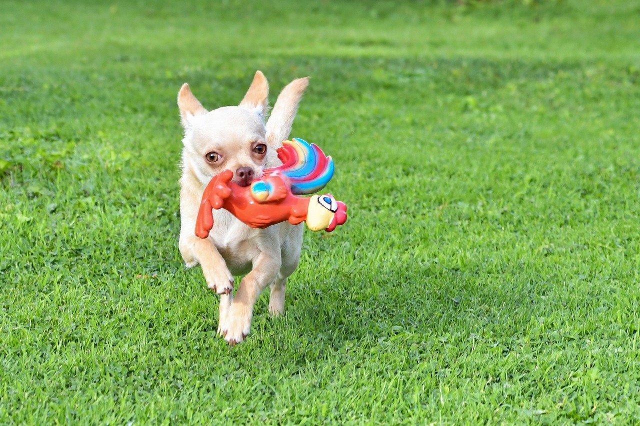 Exercise and Play: Small Dog, Big Energy (image credits: pixabay)