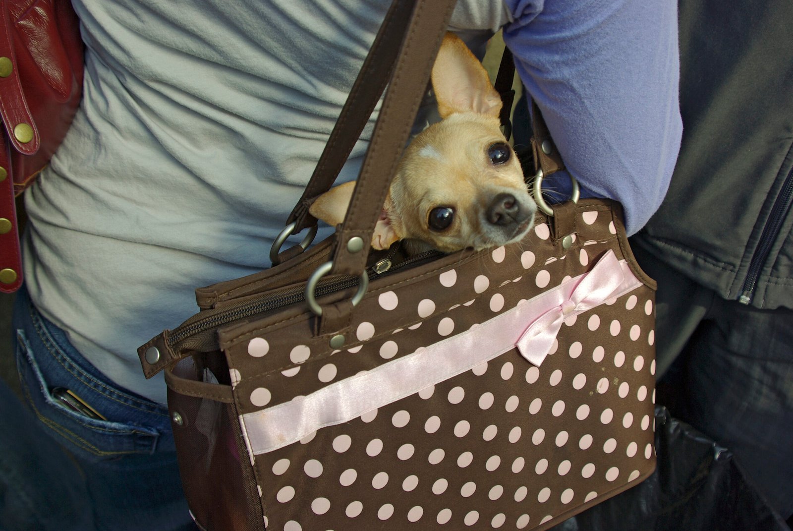 Traveling with Your Chihuahua (image credits: wikimedia)