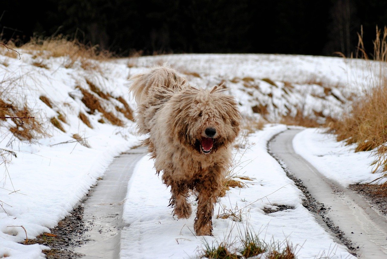 Komondor (image credits: pixabay)