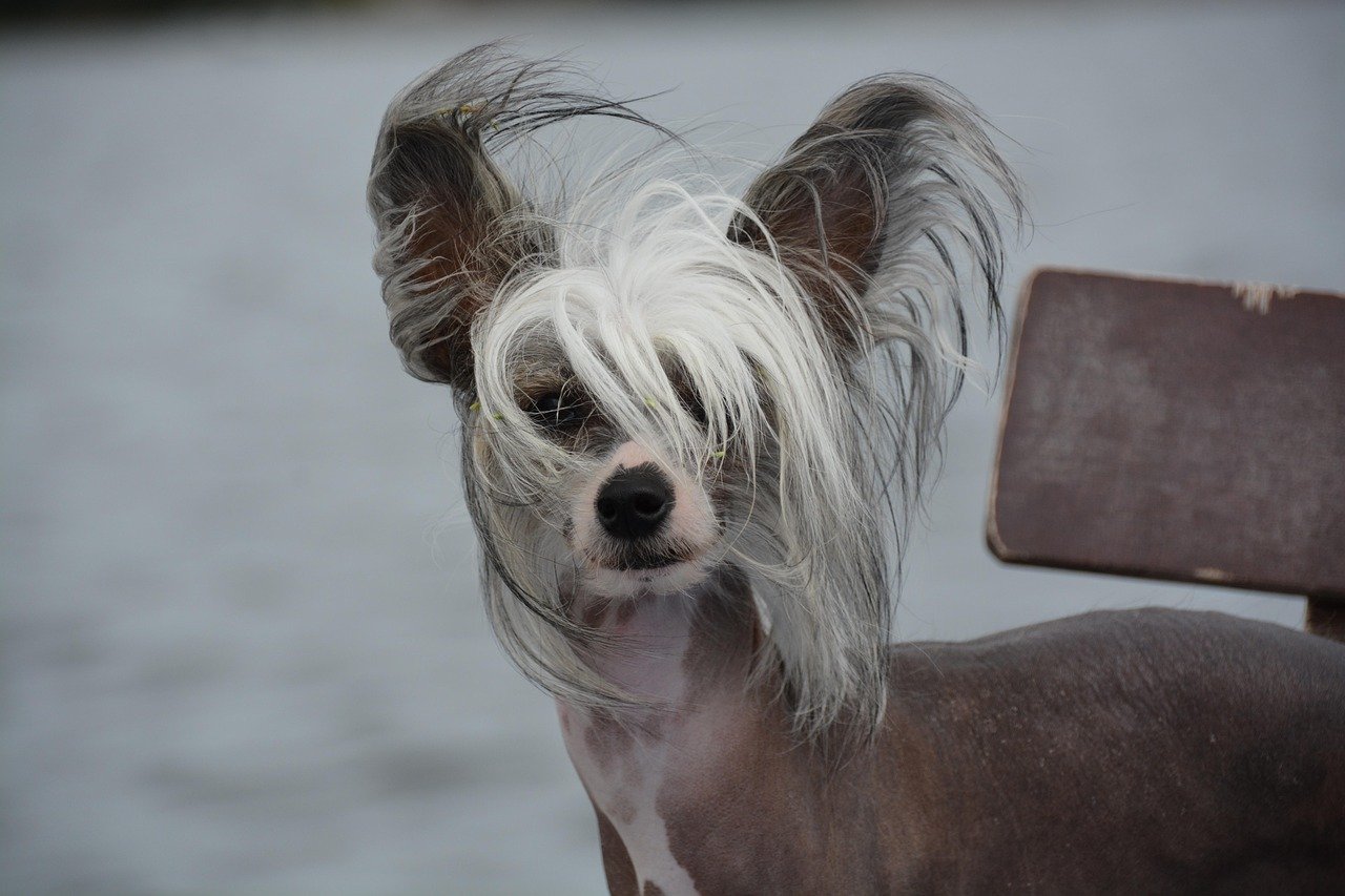 Chinese Crested (image credits: pixabay)