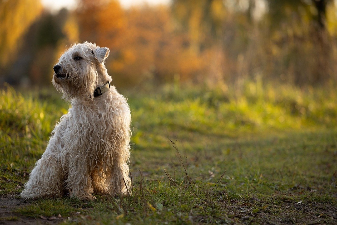 Soft-Coated Wheaten Terrier (image credits: pixabay)