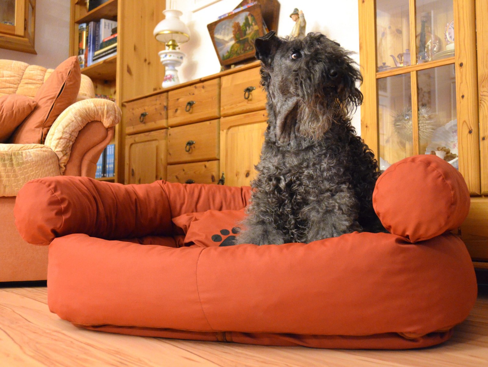Kerry Blue Terrier (image credits: wikimedia)