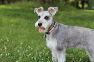 20 Dog Breeds with Unique Grooming Needs Owners Must Know