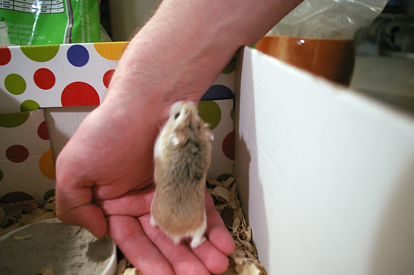 Clean the Cage Regularly (image credits: wikimedia)