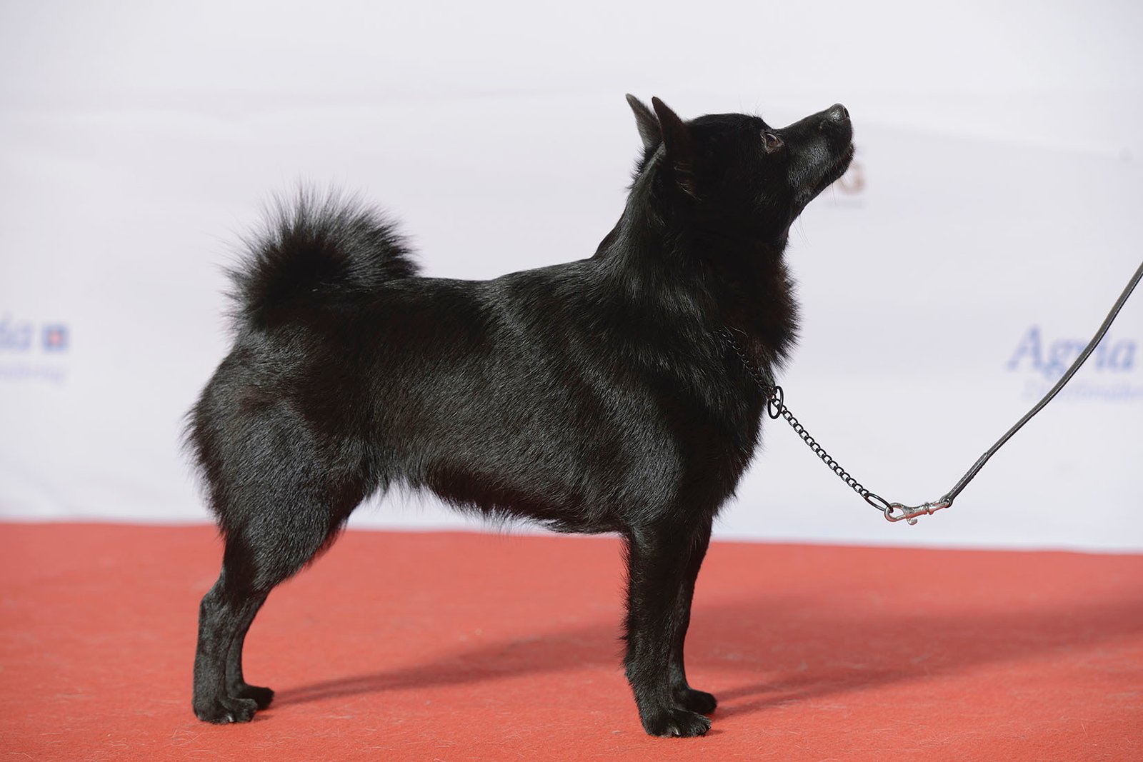 Schipperke (image credits: wikimedia)