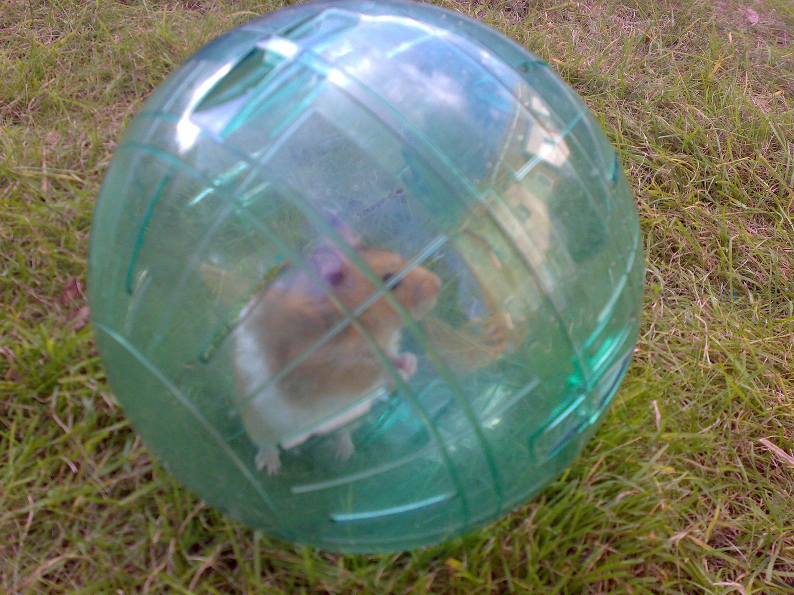 Keep Your Hamster’s Wheel and Toys Clean (image credits: wikimedia)