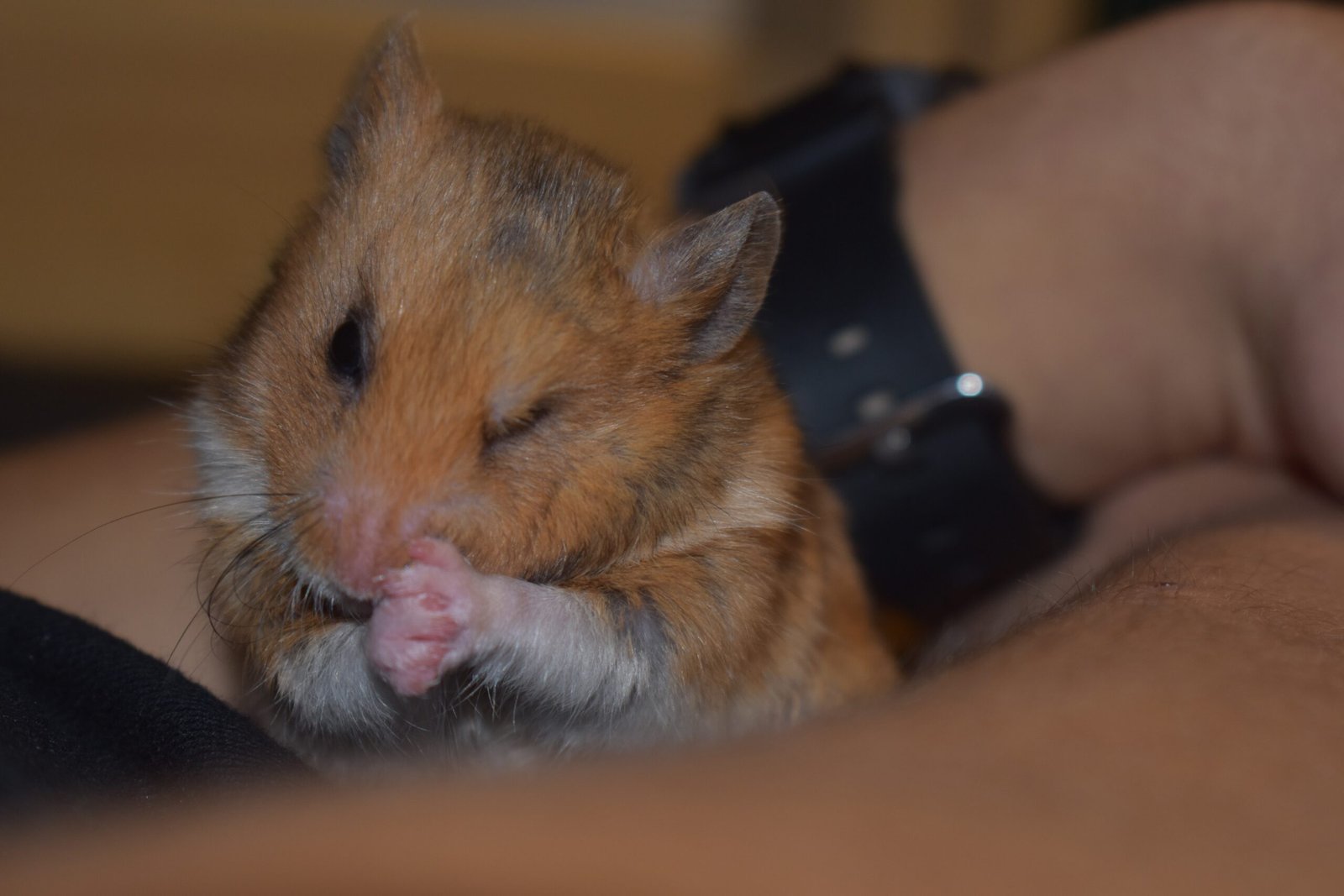 Trim Nails and Check Fur Regularly (image credits: wikimedia)