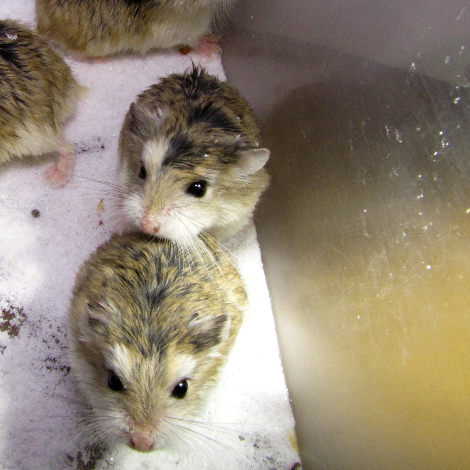 Never Bathe Your Hamster with Water (image credits: wikimedia)