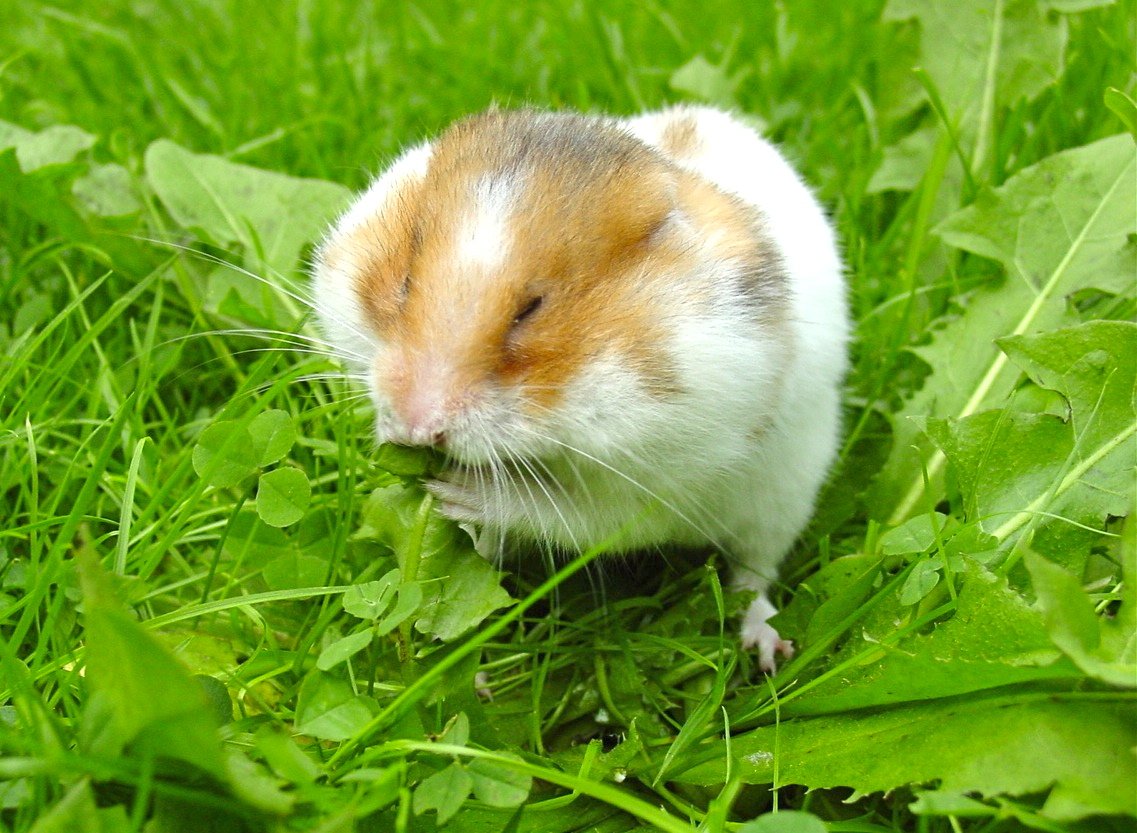 12 Hygiene Practices to Prevent Illness in Hamsters