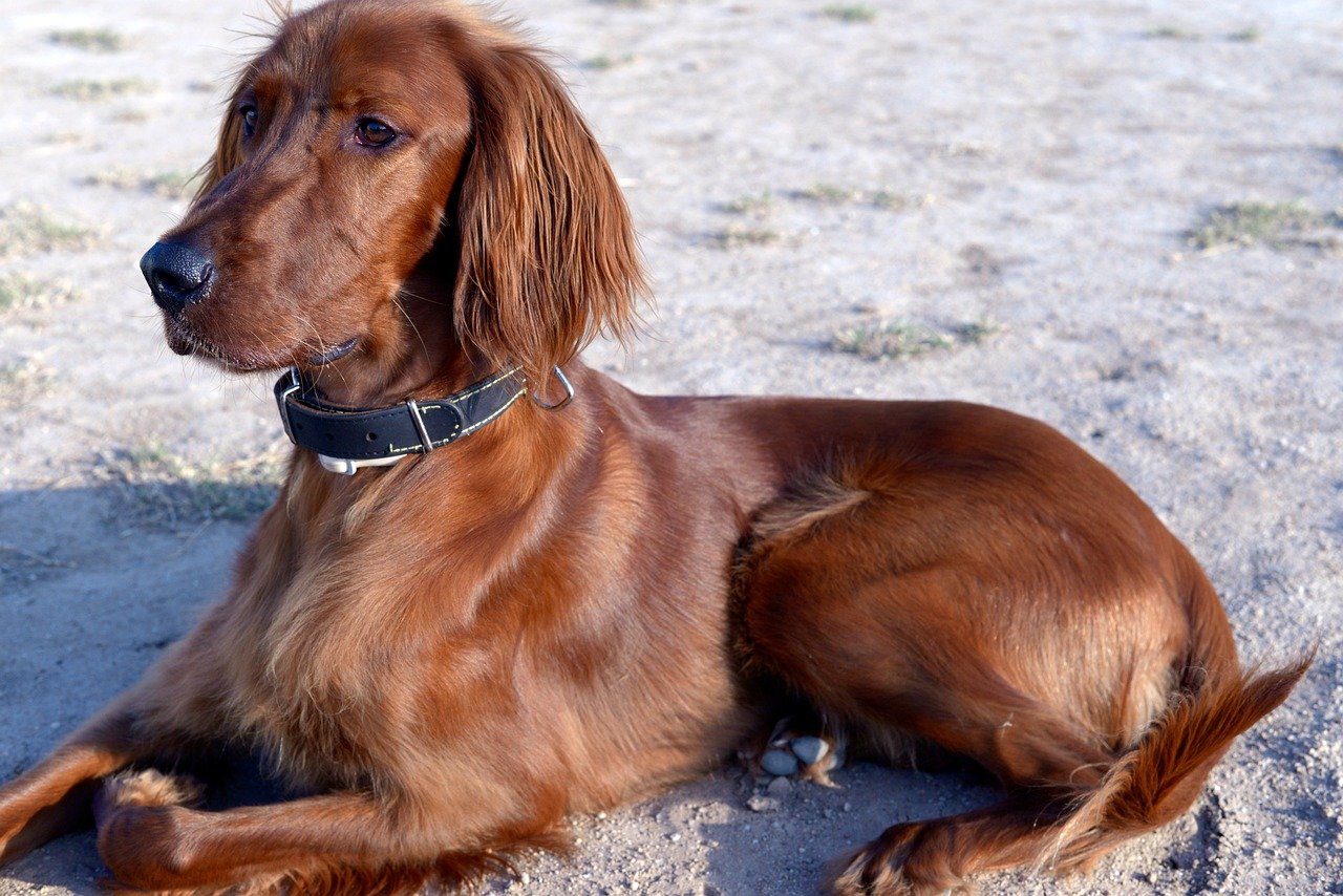 Irish Setter (image credits: pixabay)