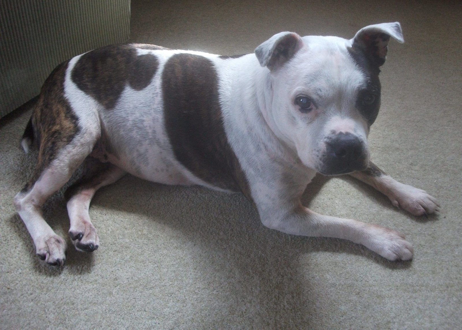 Staffordshire Bull Terrier (image credits: wikimedia)