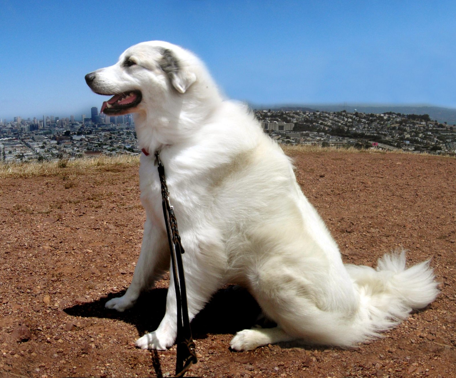 Great Pyrenees (image credits: wikimedia)