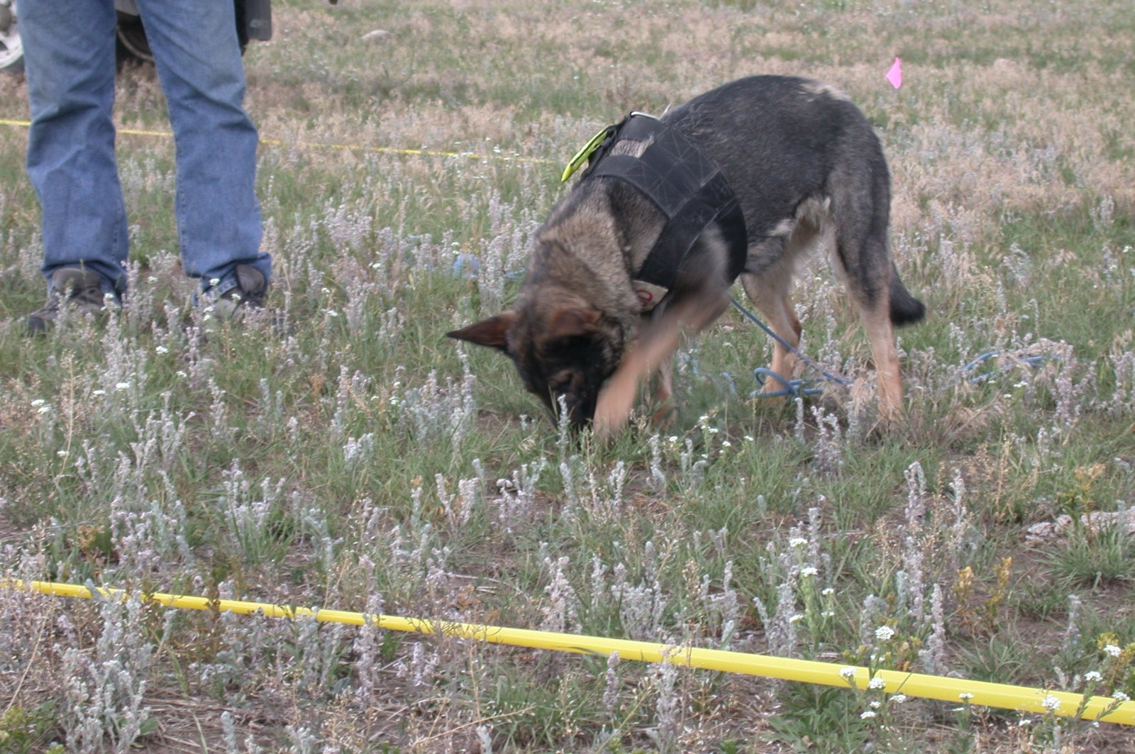 Digging Holes in the Yard: Instincts at Play (image credits: wikimedia)