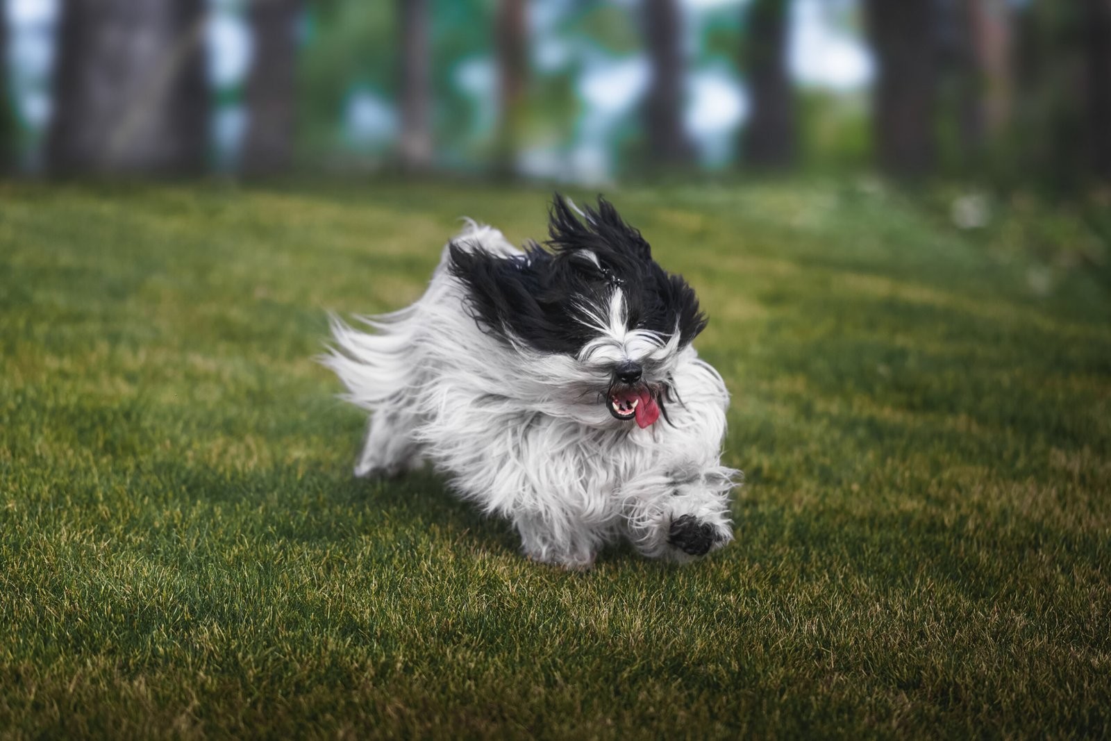 Zoomies: Sudden Bursts of Crazy Energy (image credits: wikimedia)