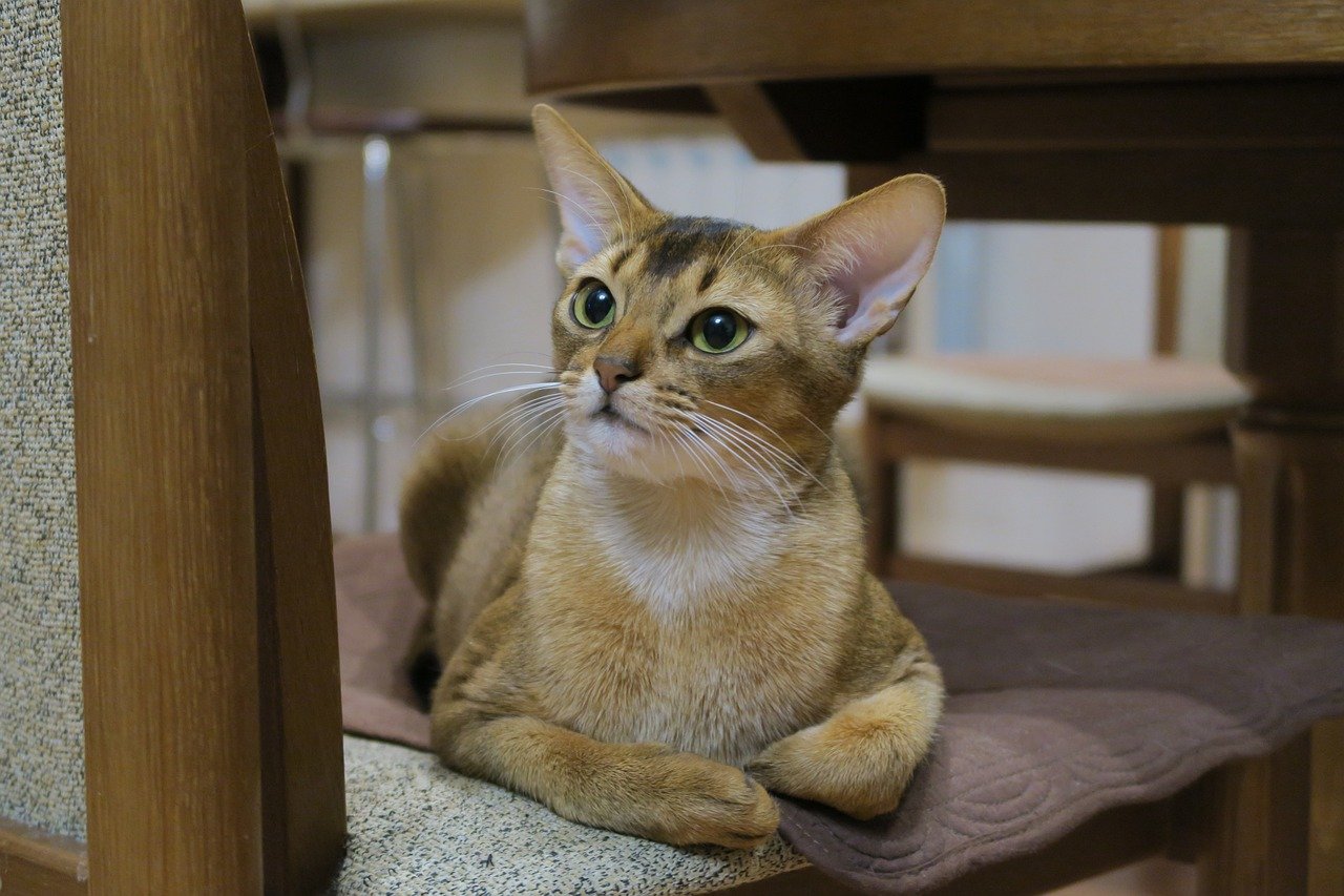 Playful Abyssinian: The Curious Entertainer (image credits: pixabay)