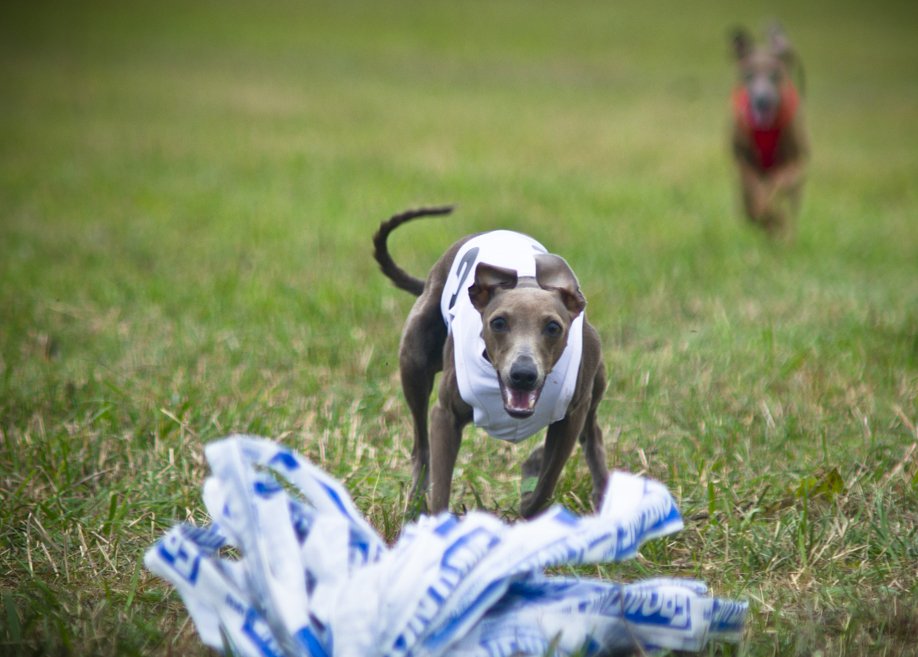 Italian Greyhound: The Elegant Cuddler (image credits: wikimedia)