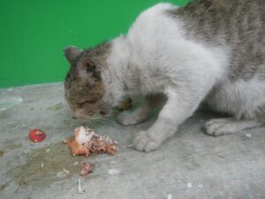 4 Human Foods Cats Secretly Crave—and 4 They Absolutely Despise