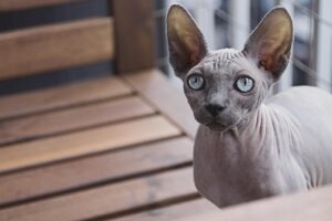 6 Cat Breeds That Read Your Mood—and 5 That Simply Don’t Care