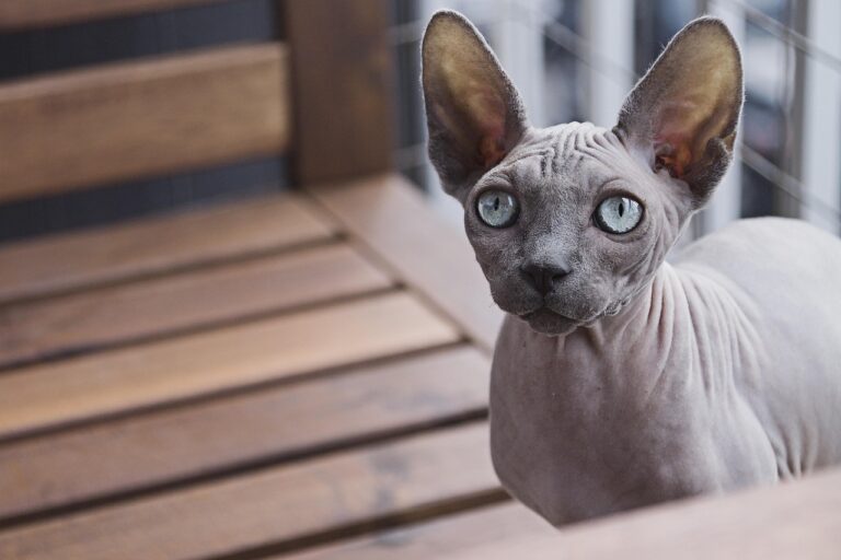 6 Cat Breeds That Read Your Mood—and 5 That Simply Don’t Care