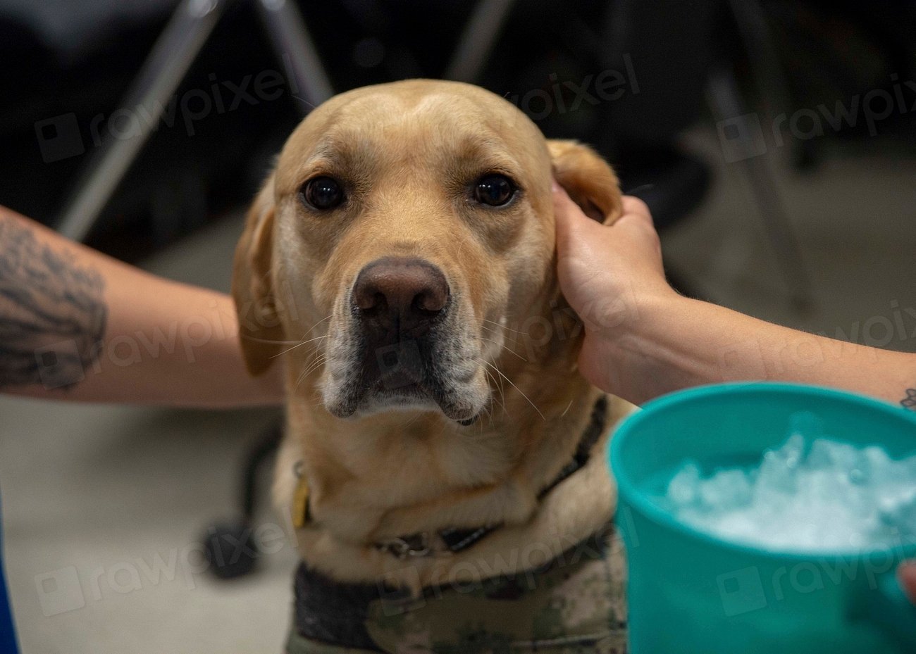 Golden Retriever: Always Ready for Company (image credits: rawpixel)
