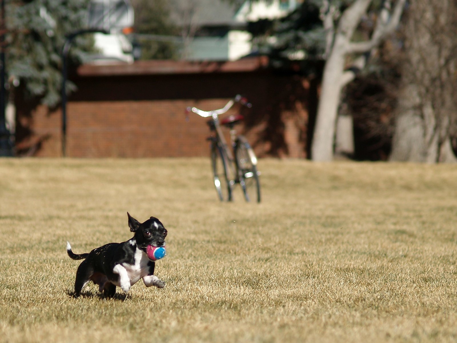 Chihuahua: The Loyal One-Person Dog (image credits: wikimedia)