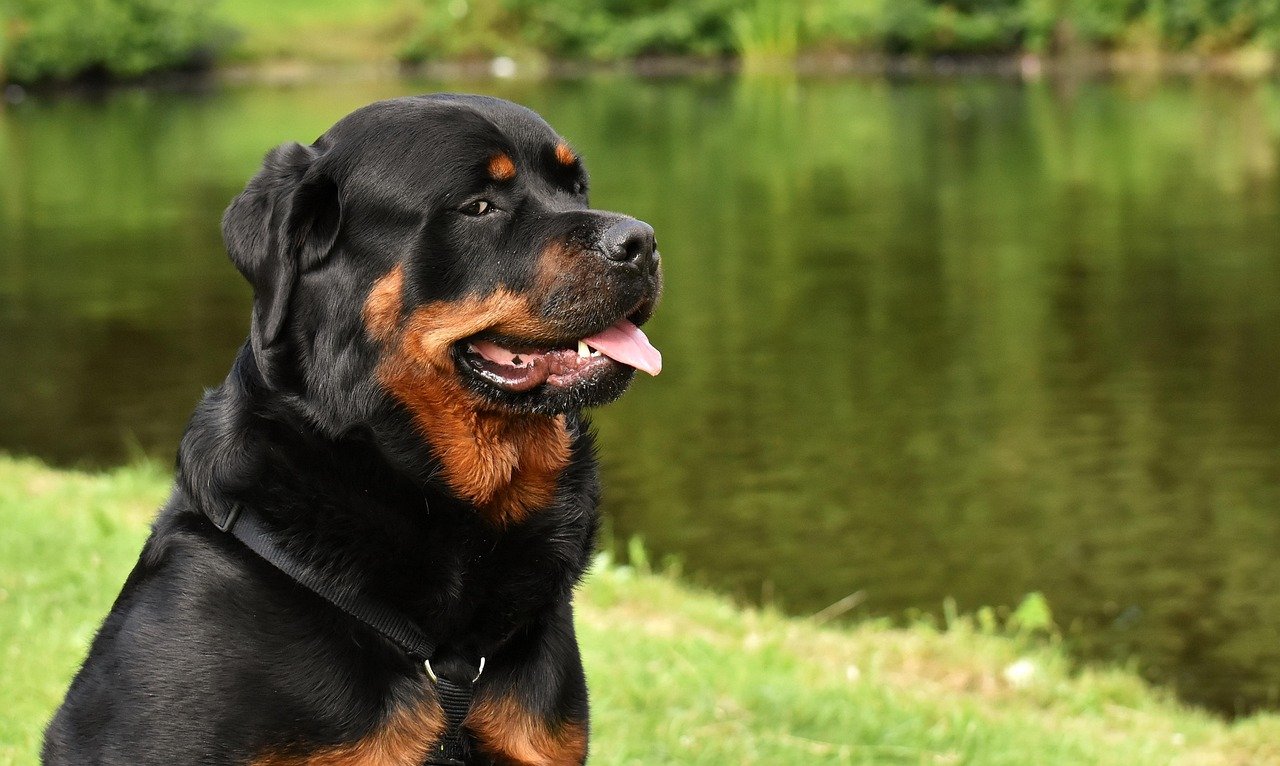 Rottweilers Are Naturally Vicious (image credits: pixabay)