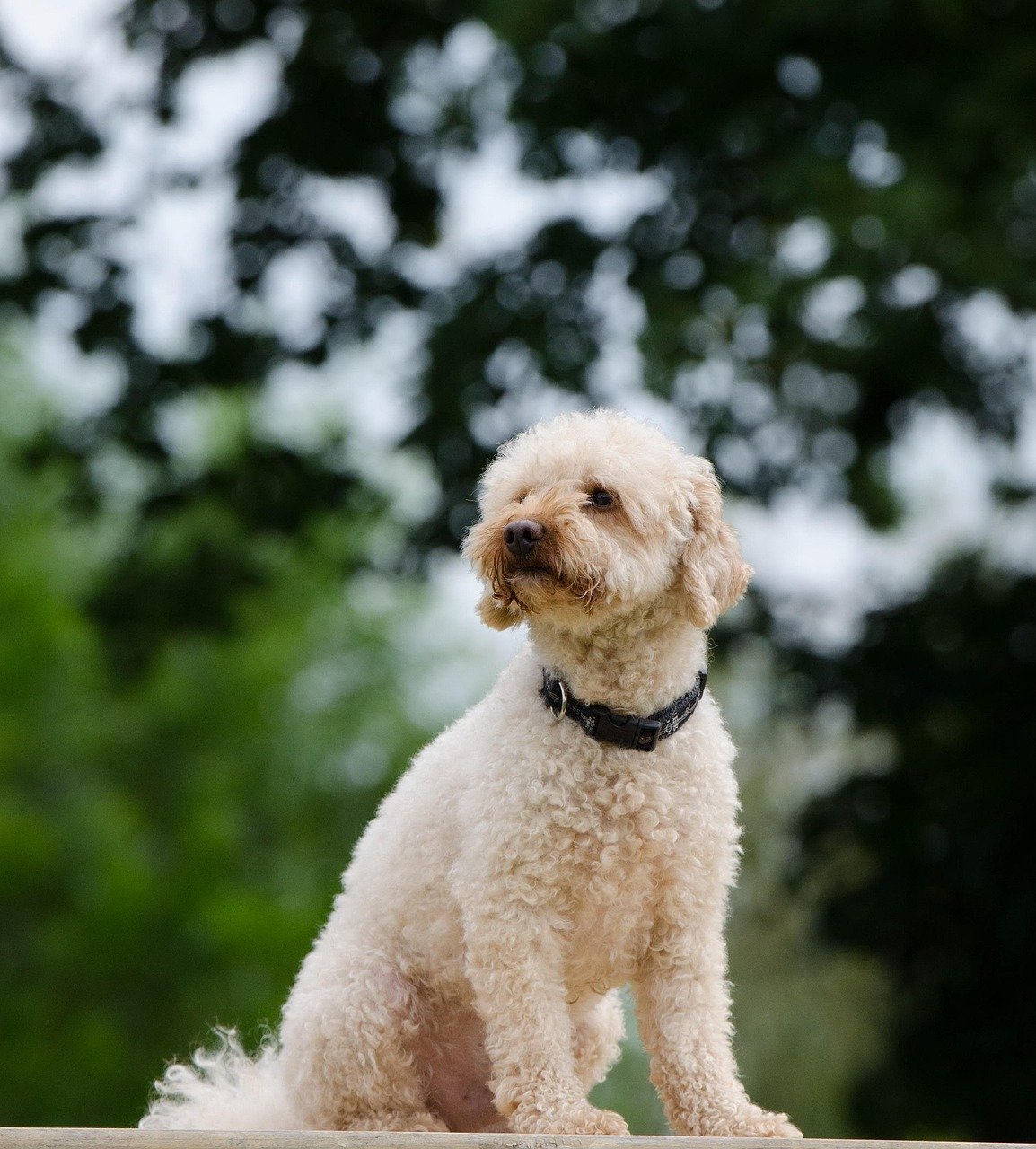 Poodles Are High-Maintenance and Prissy (image credits: pixabay)